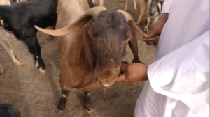 برنامج سنابل دراسة جدوي إقتصادية عن الماعز الهجين وحديث عن الموالح 18.اغسطس 2017