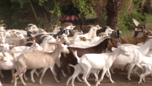 برنامج سنابل دراسة جدوي إقتصادية عن الماعز الهجين وحديث عن الموالح 18.اغسطس 2017