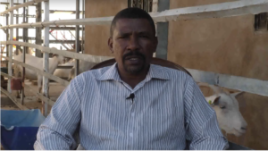 الحلب الالي للماعز السعانين في السودان